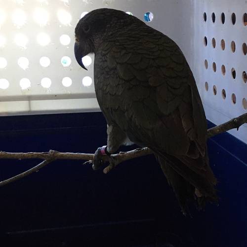 Probably a Male Adult kea