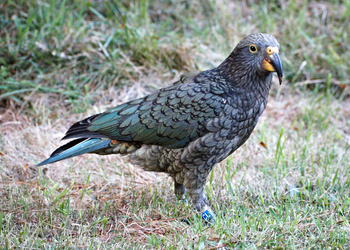 Probably a Female null kea