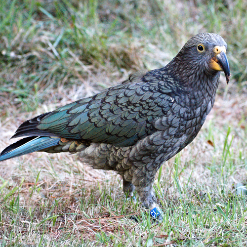 Probably a Female null kea