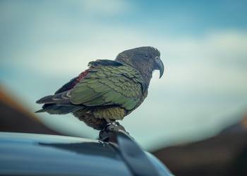 Probably a Male Adult kea