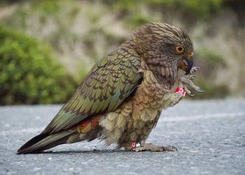 Probably a Female Adult kea