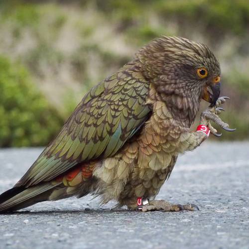 Probably a Female Adult kea