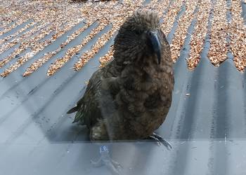 Probably a Male Adult kea