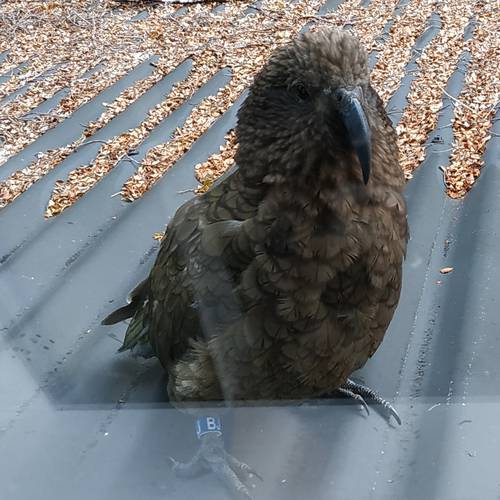 Probably a Male Adult kea