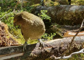 Probably a Undetermined Sub-Adult kea
