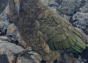 Probably a Male Sub-Adult kea