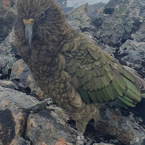 Probably a Male Sub-Adult kea