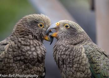 Probably a Male Adult kea