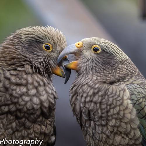 Probably a Male Adult kea