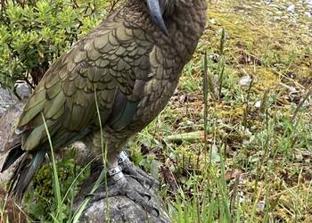 Probably a Male Adult kea