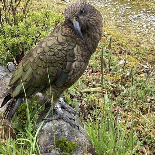 Probably a Male Adult kea