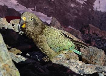 Probably a Female Adult kea