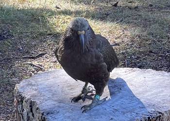 Probably a Male Sub-Adult kea