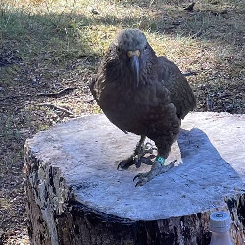 Probably a Male Sub-Adult kea
