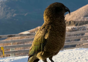 Probably a Male Sub-Adult kea
