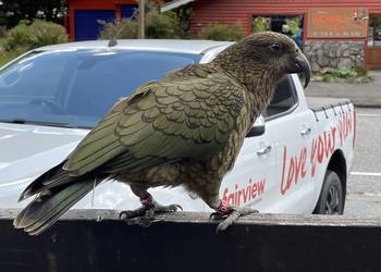 Probably a Male Adult kea