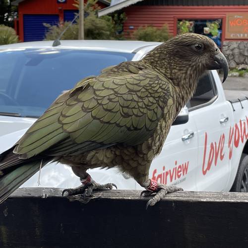 Probably a Male Adult kea