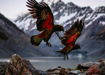 Probably a Female Adult kea