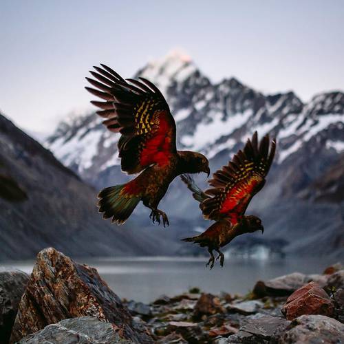 Probably a Female Adult kea