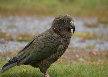Probably a Male Adult kea