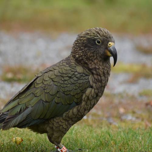 Probably a Male Adult kea