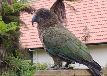 Probably a Male Adult kea