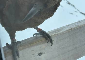 Probably a Male Adult kea