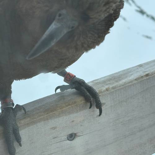 Probably a Male Adult kea