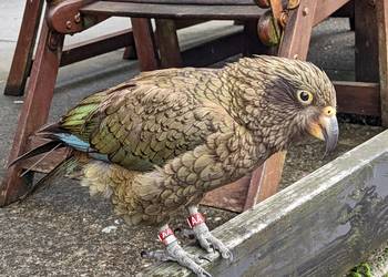 Probably a Male null kea