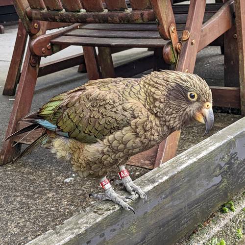 Probably a Male null kea