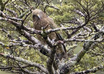 Probably a Female Adult kea