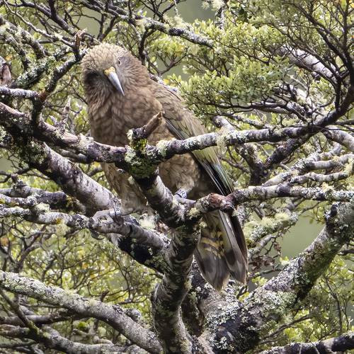 Probably a Female Adult kea