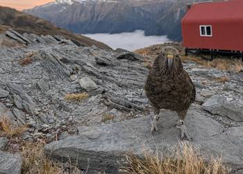 Probably a Male Juvenile kea