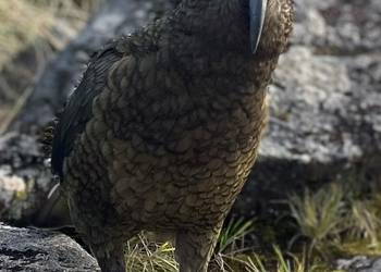 Probably a Male Adult kea