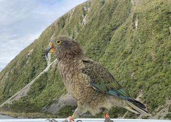 Probably a Female Adult kea
