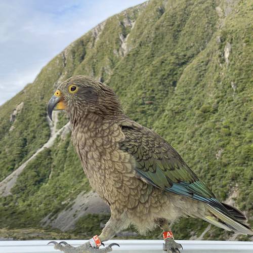 Probably a Female Adult kea