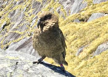Probably a Male Adult kea