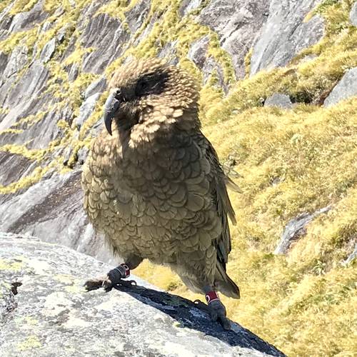 Probably a Male Adult kea