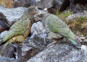 Probably a Male Adult kea