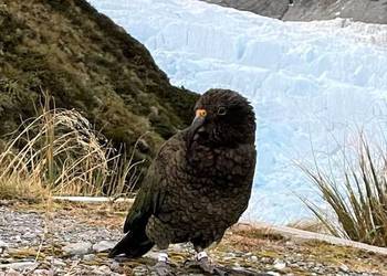Probably a Male Adult kea