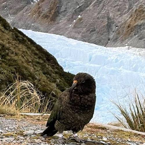 Probably a Male Adult kea