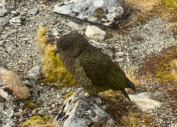 Probably a Female Sub-Adult kea