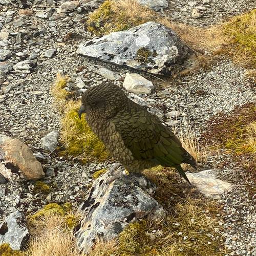 Probably a Female Sub-Adult kea