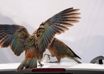 Probably a Male Adult kea