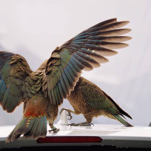 Probably a Male Adult kea
