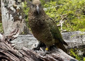 Probably a Male Adult kea