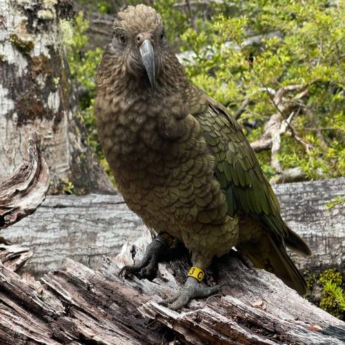 Probably a Male Adult kea