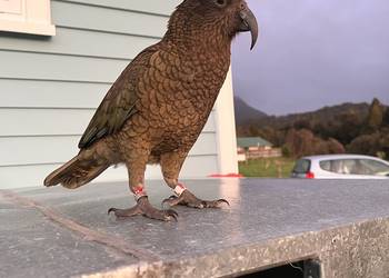 Probably a Male Adult kea