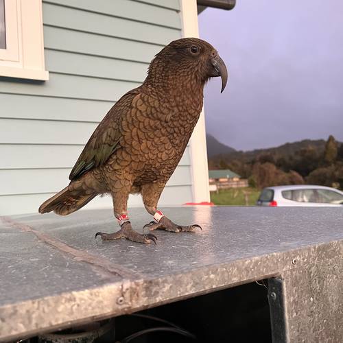 Probably a Male Adult kea
