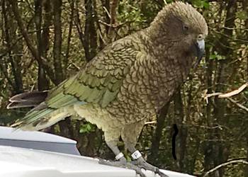 Probably a Male Adult kea